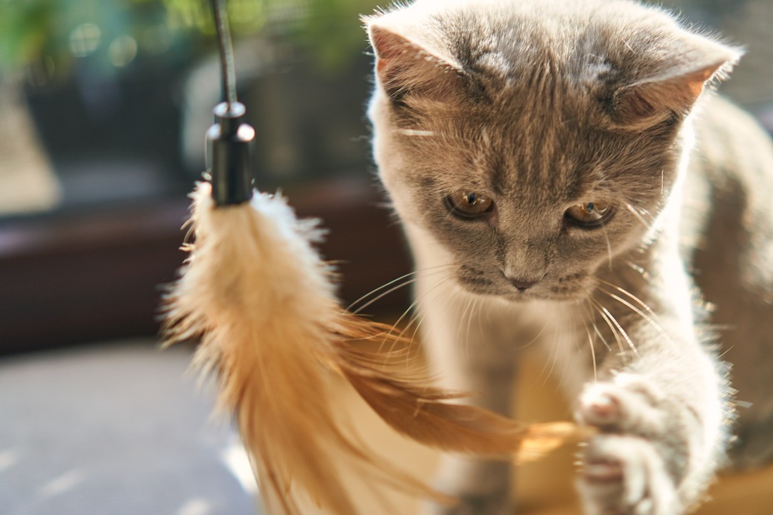 Educazione e comportamento dei gatti