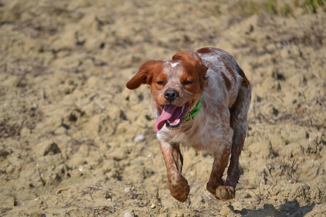 Razze di cani da ferma (gruppo 7)