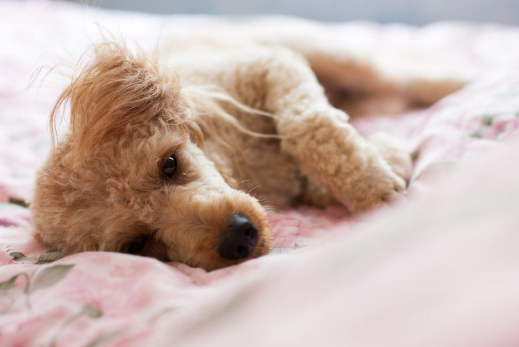 Epilessia nel cane: quale prognosi?