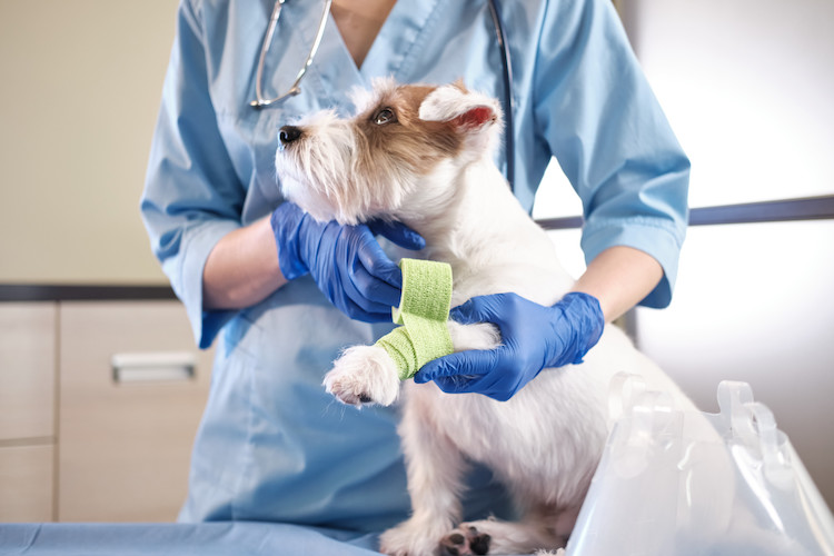 Cura e gestione dei cani