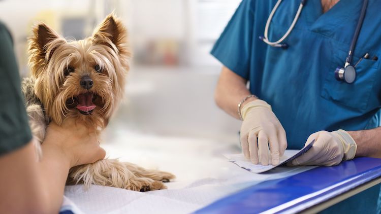 Trattamento della sindrome di Cushing nei cani