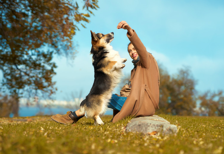 Educazione e comportamento del cane