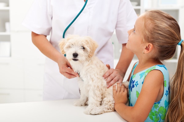 La prevenzione nei cani