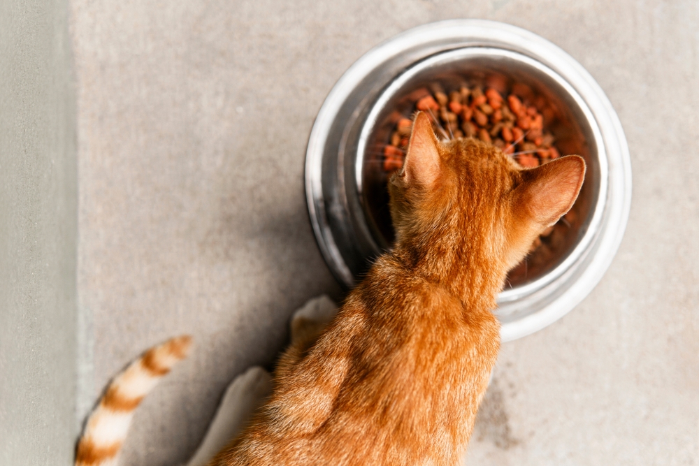 Alimentazione dei gatti