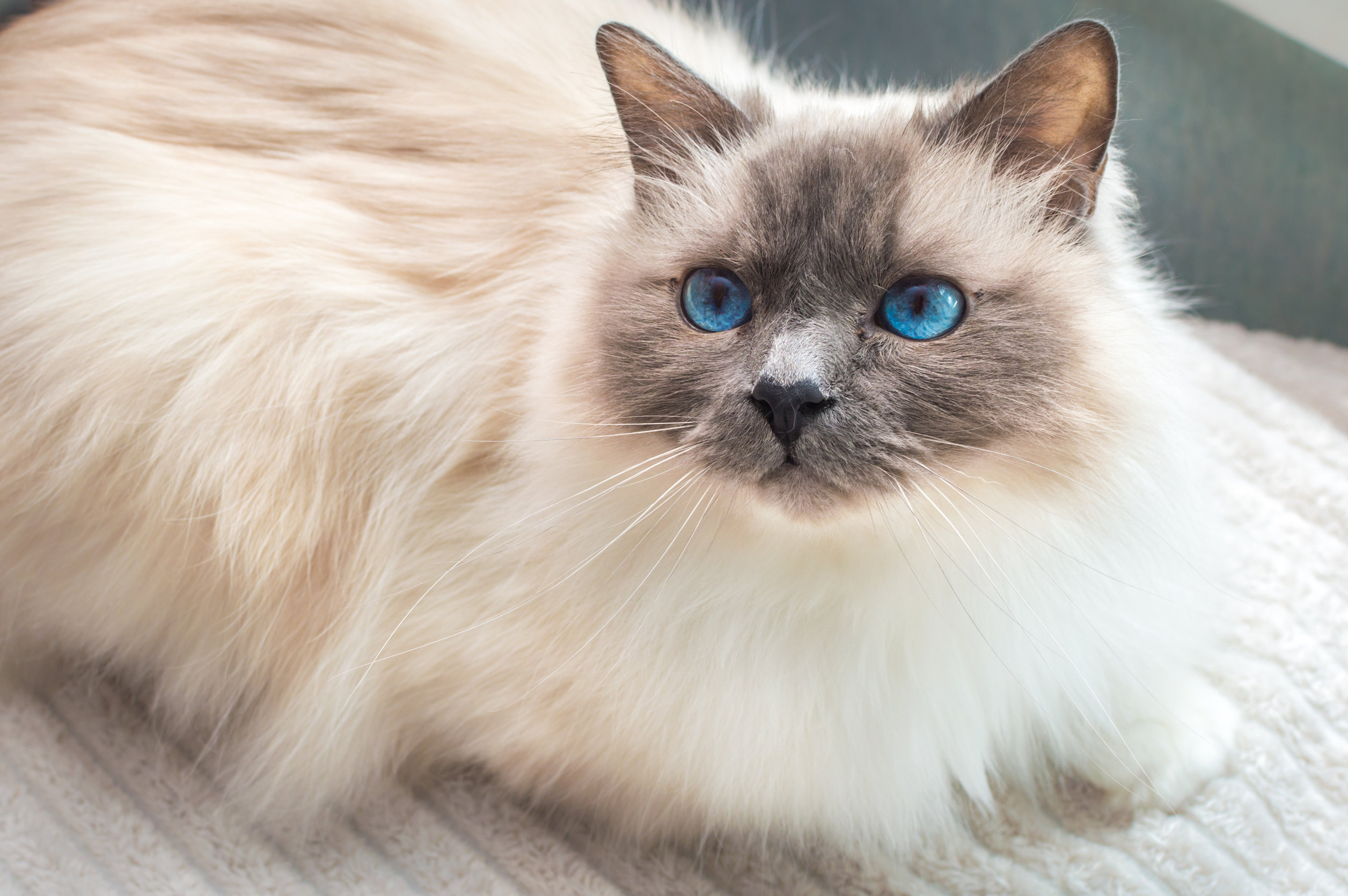 Race de Chat : Sacré de Birmanie (Birman)