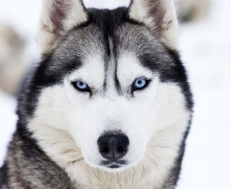 Husky Siberiano