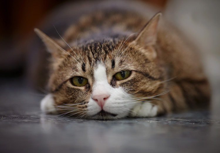 Malattie dei gatti