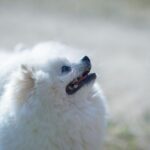 Pomerania