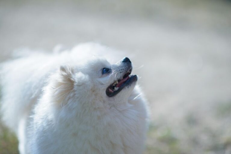 Razza canina Spitz (gruppo 5)
