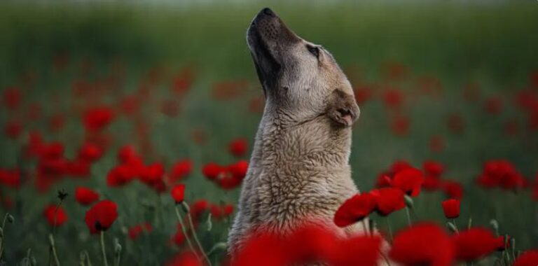 Come riconoscere e trattare il morbo di Aujeszky nel cane?