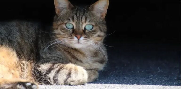 Linfoma nel gatto: quale prognosi?