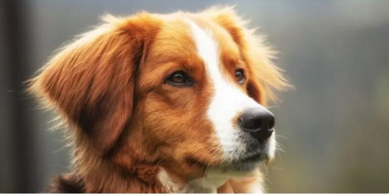 La tigna nei cani: una malattia contagiosa