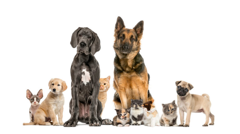 Bonus animali domestici 2025