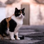 chat isabelle