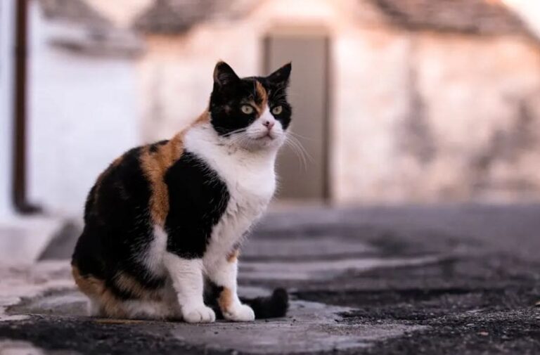 Gatto tricolore