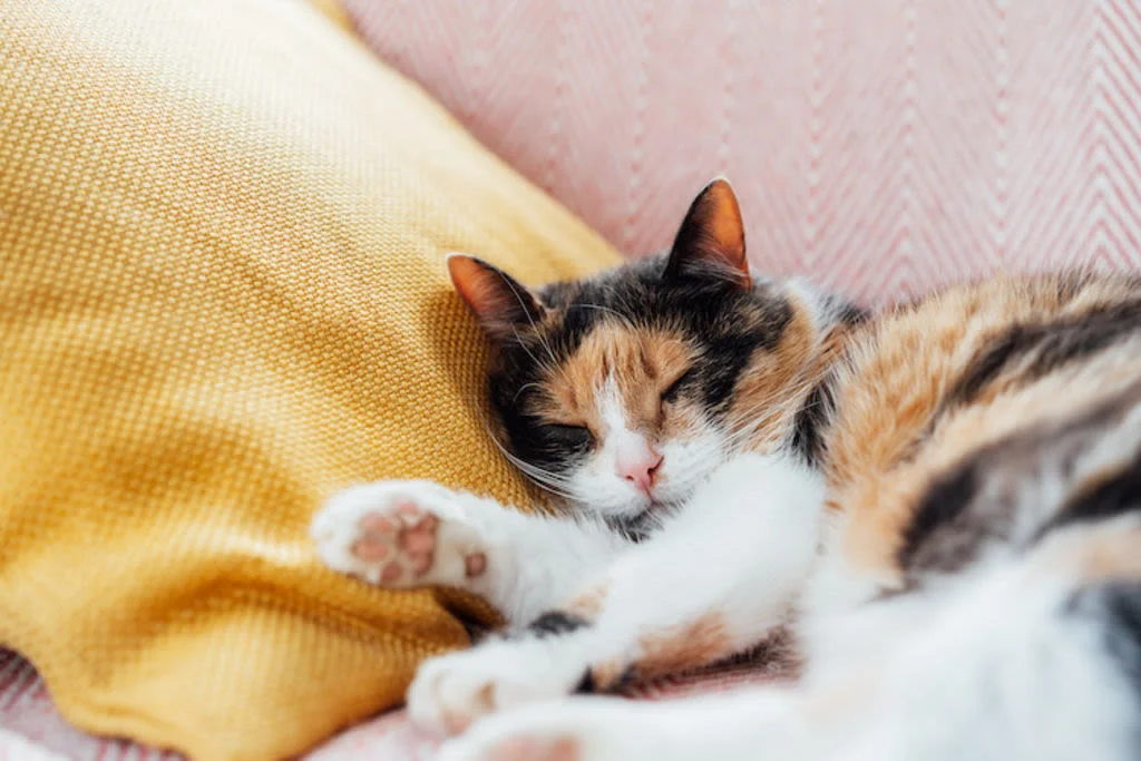 Gatto tricolore femmina