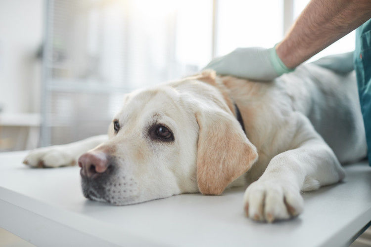 Ernia del disco nel cane: sintomi, trattamento, prognosi