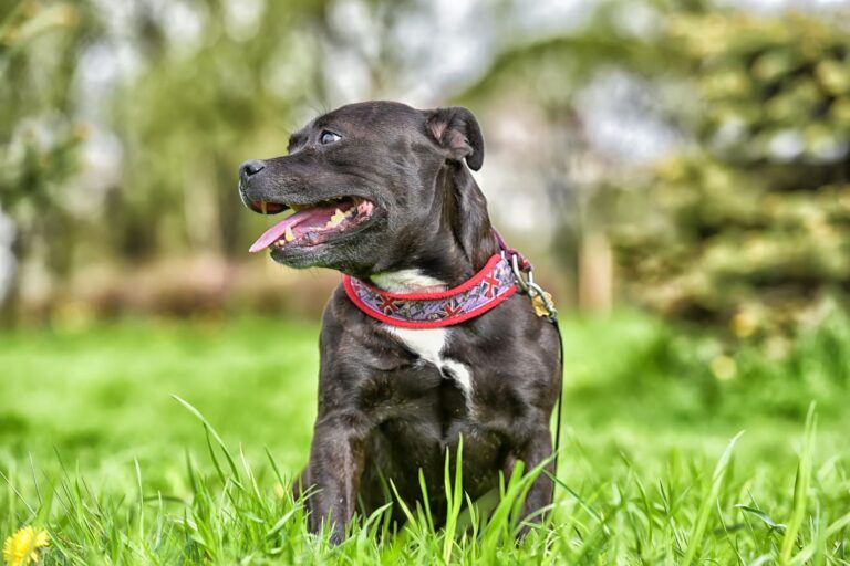 Staffordshire bull terrier (Staffie)