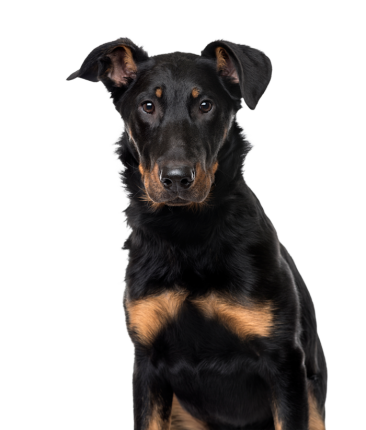 Beauceron 