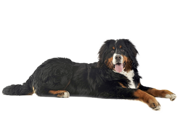 Bouvier Bernois 93570372 3c23 4bd4 Ae6a 181da574e47a
