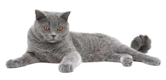 British Shorthair 95075793 Ee0b 4f2e 90c6 Ef8bb5c909f8