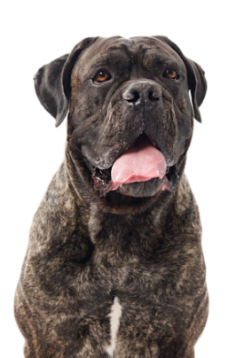 Cane Corso 0560da46 3cd2 4c93 B9e3 314ffa9e93ba