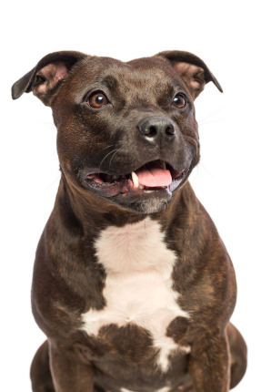 Staffordshire Bull Terrier Bad4a5c8 83a0 4e16 9903 E4c72ad45568