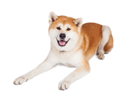 akita_inu_1026dd82-1a6c-43c5-9bb6-ada661d6082e