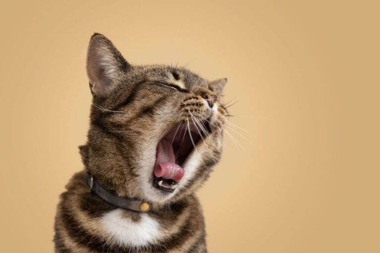 Alito cattivo nei gatti: cause e soluzioni
