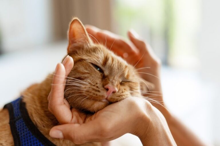 Asma nel gatto: sintomi e cure