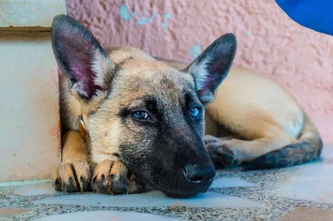 Belgisherschaferhund 123rf 89