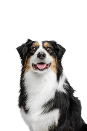 Berger Australien 5185e588 8d67 402c 9b10 397b0e3a5b90