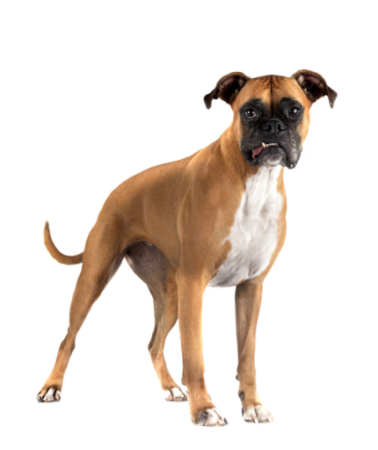 Boxer E52b7407 9b60 44a9 8b2c 67a17d25fe2e