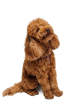 Caniche 53462d32 9448 4e9c A197 Eeae026c6c93