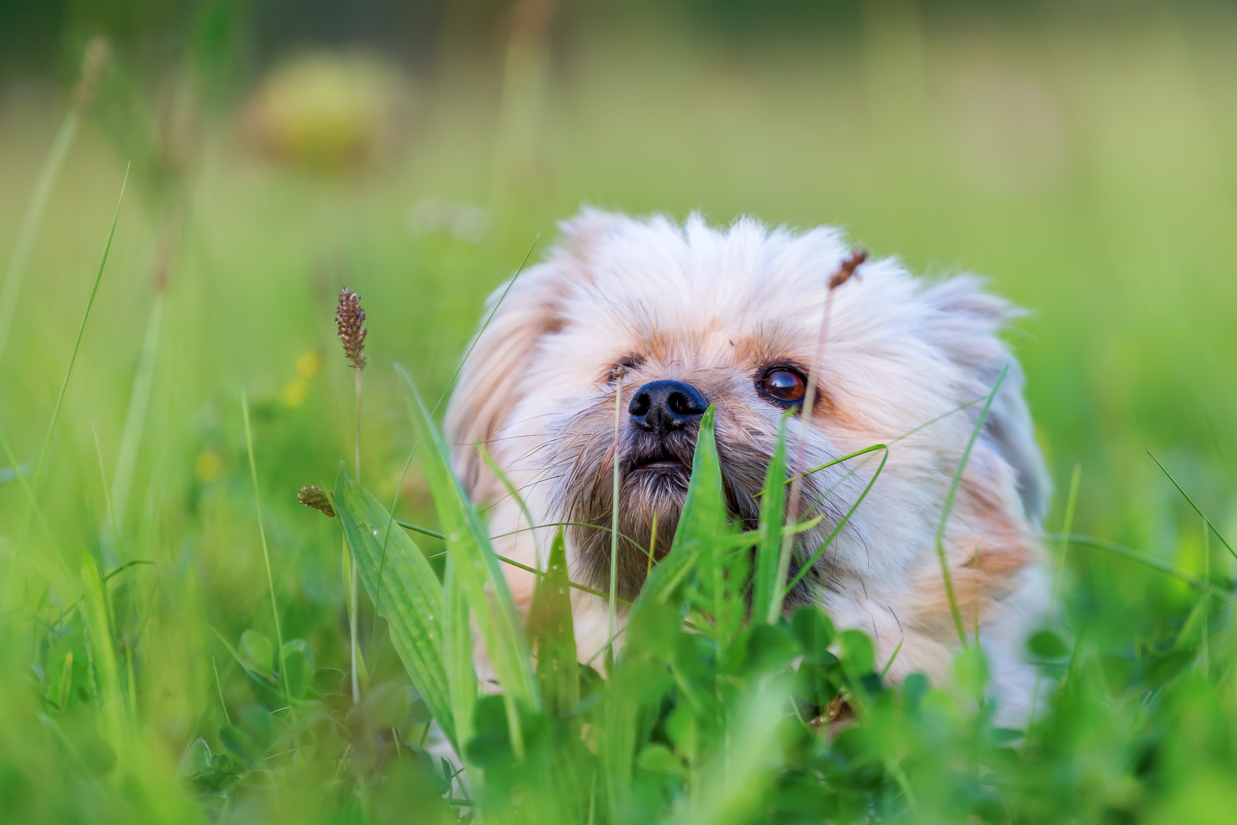 Alimentazione dei cani
