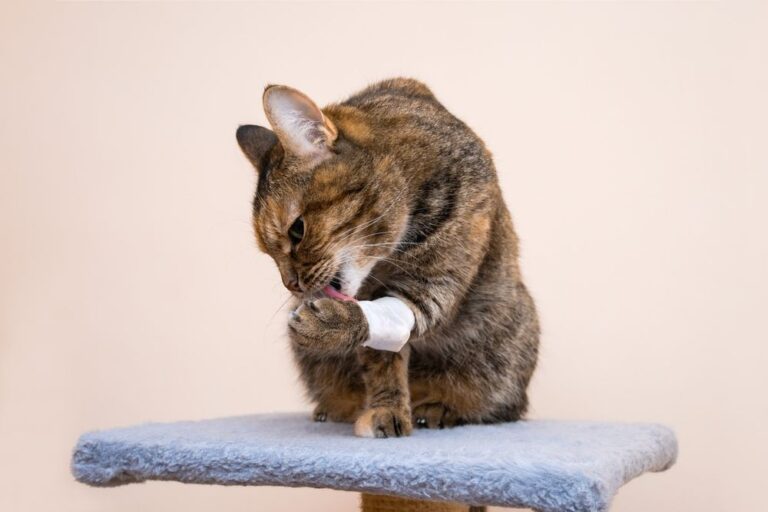 Come capire se il gatto ha una zampetta rotta?