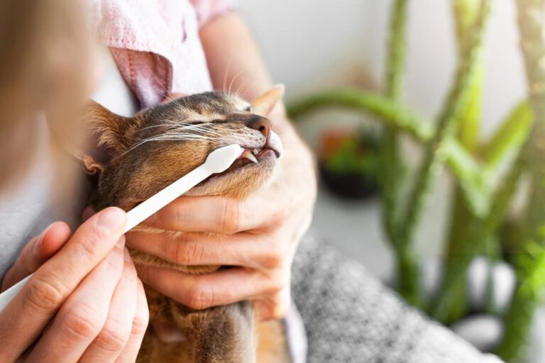 La gengivite nel gatto: sintomi, cura e prevenzione