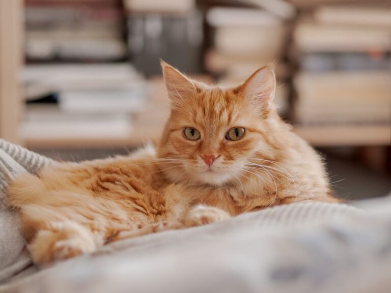 Come capire se i gatti sentono freddo?