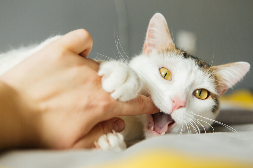Curare e gestire i gatti