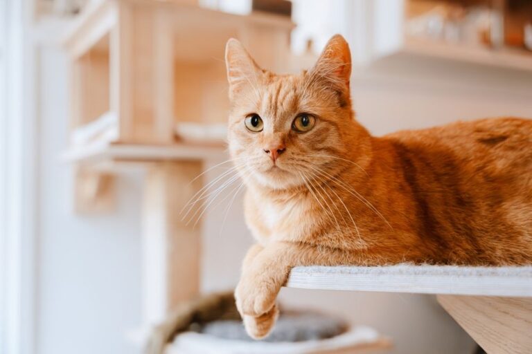 L’ipertiroidismo nel gatto 