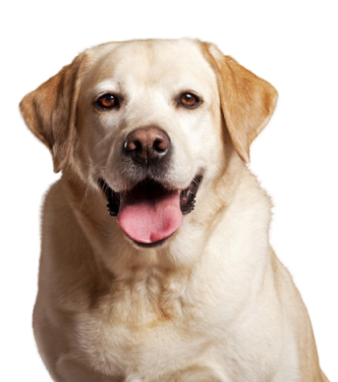 Labrador Retriever T L Chargement 9