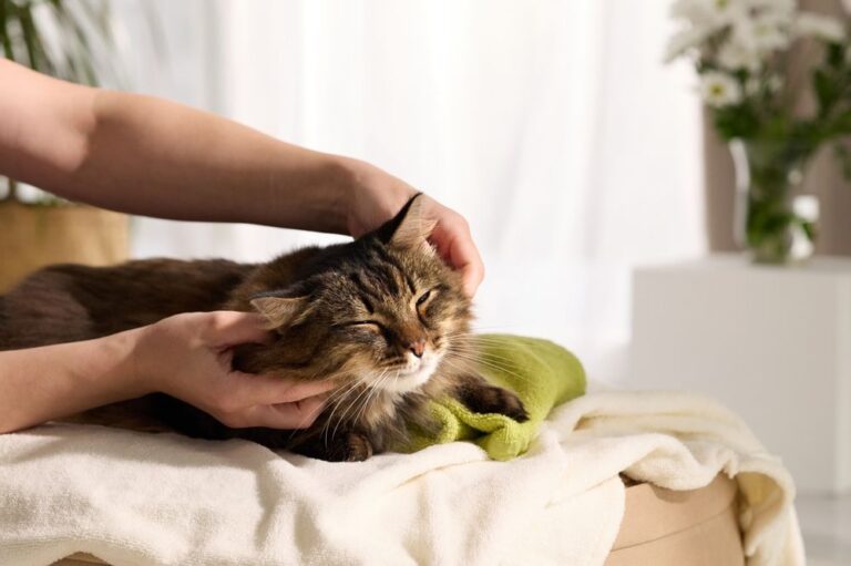 Che cos’è la pancreatite nel gatto?