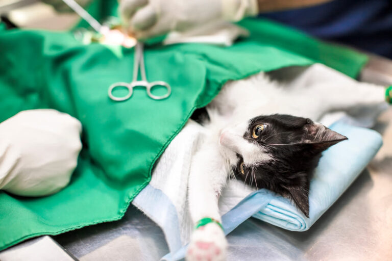 Costo della sterilizzazione del gatto
