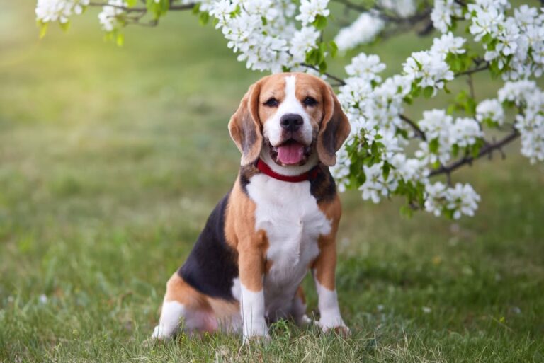 Repellenti per cani: quali sono i migliori