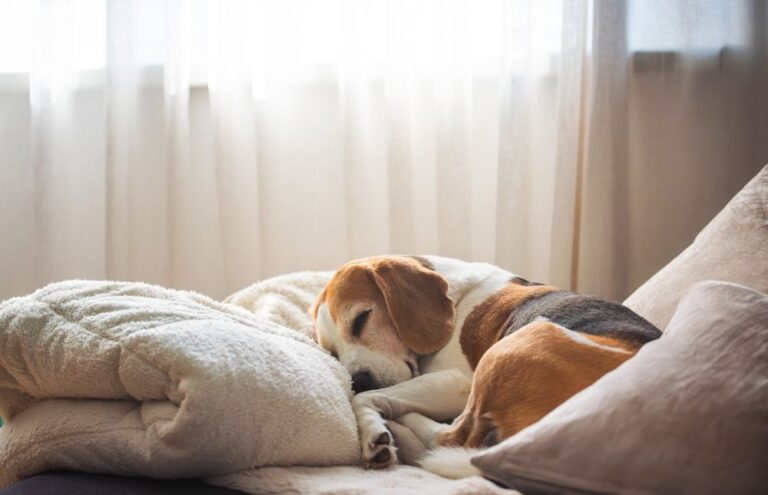 Sangue nelle feci del cane: perché succede e cosa fare?