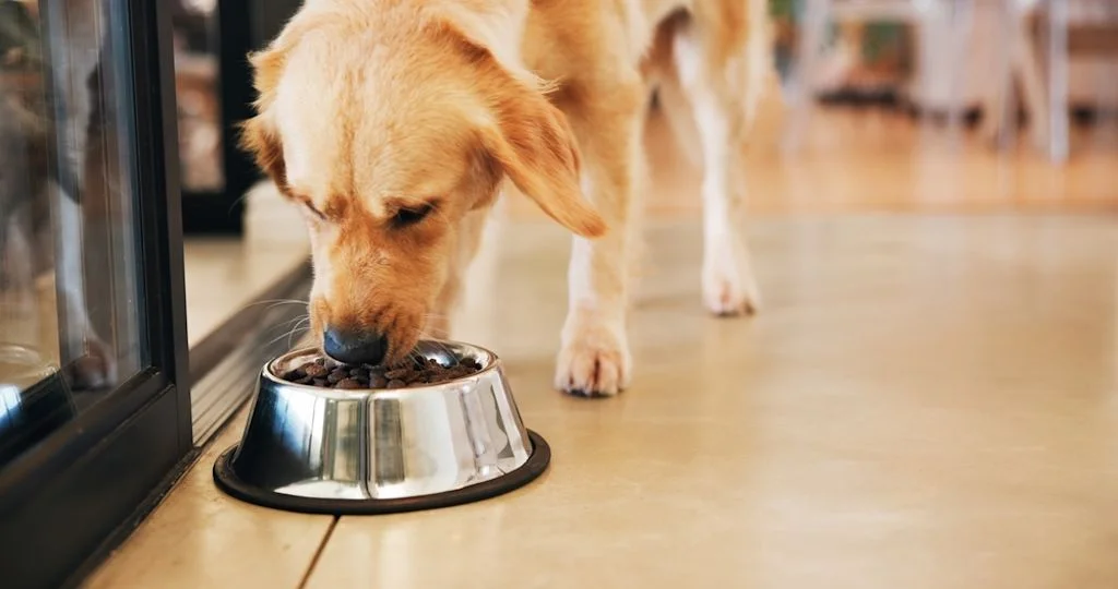 Un labrador mangia