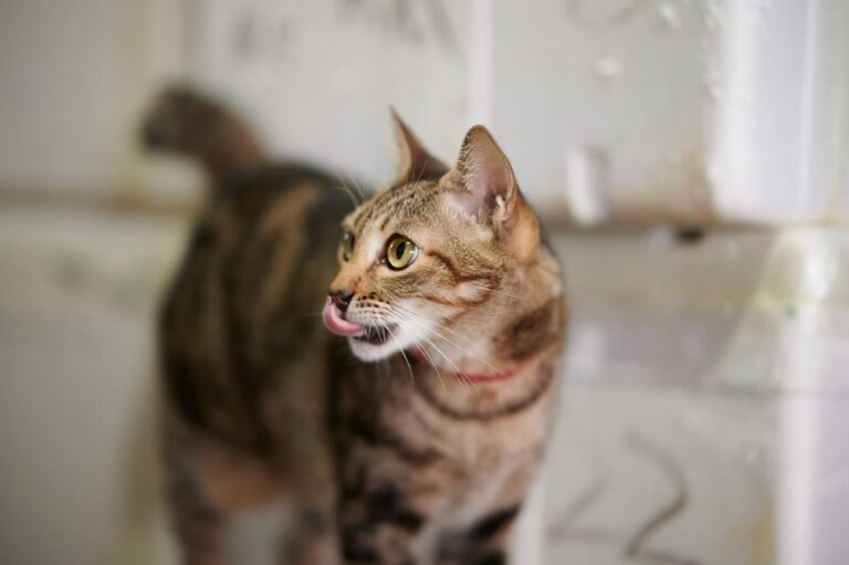 Quando preoccuparsi se il gatto vomita?