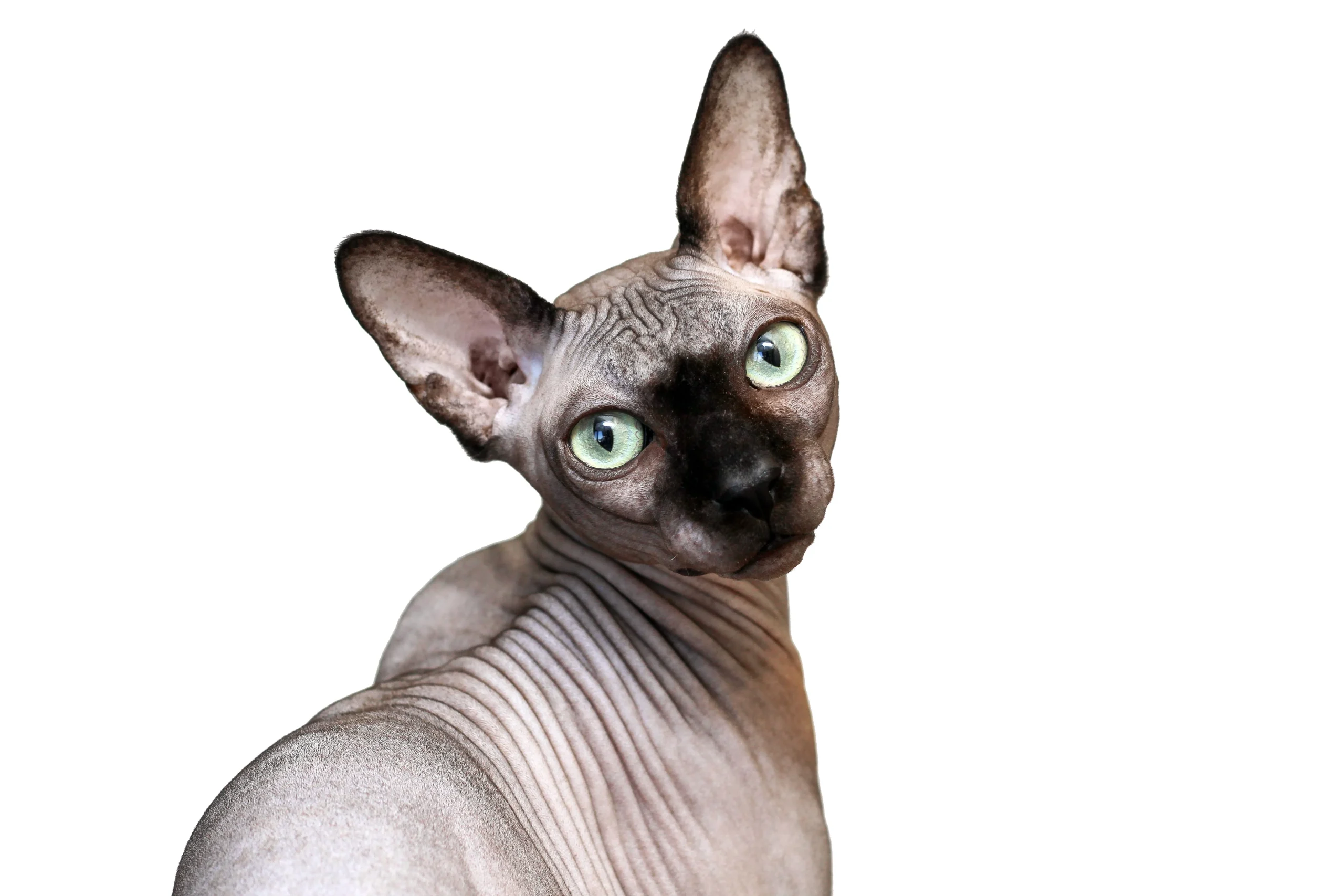 Sphynx