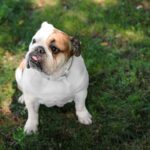 bulldog inglese