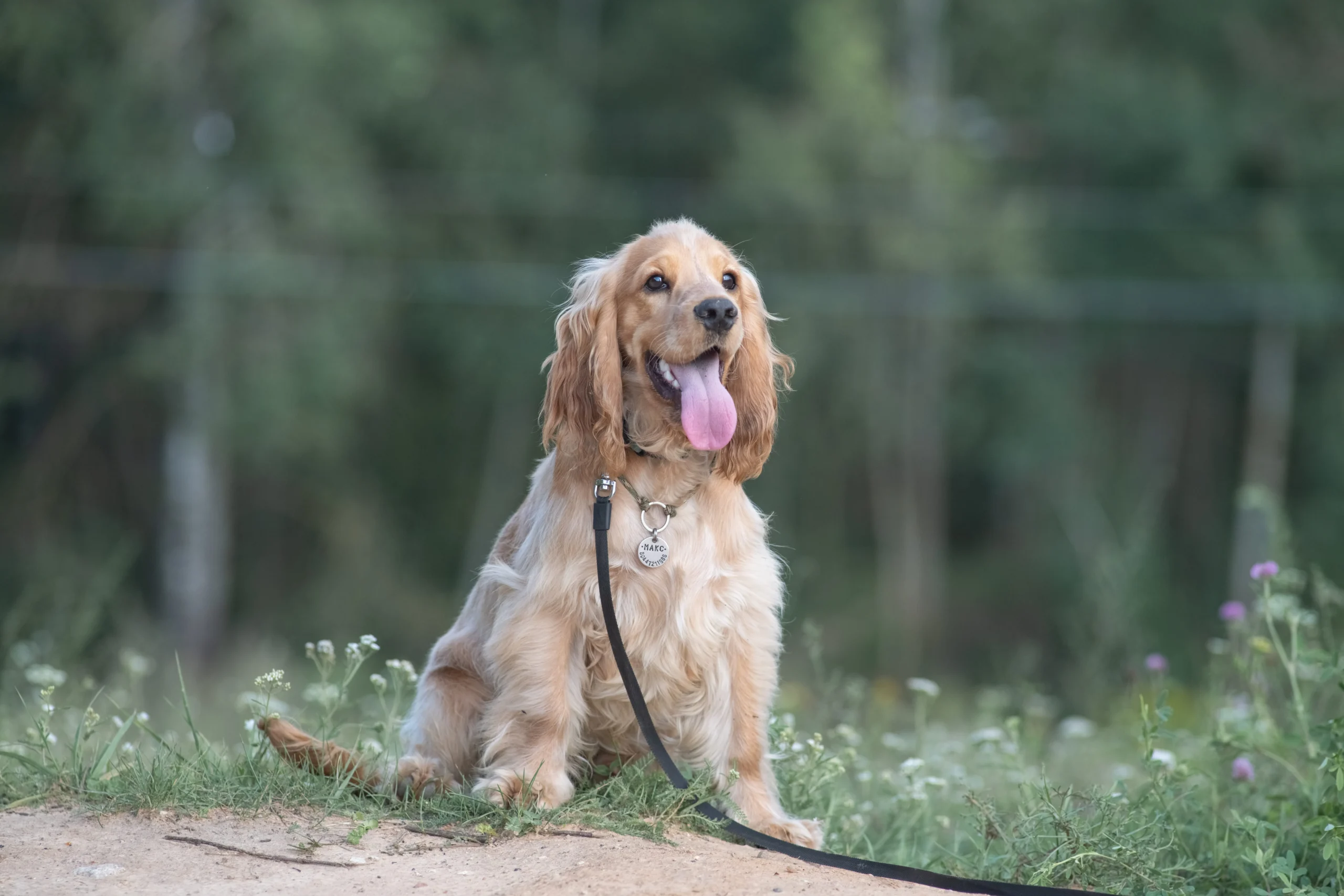 Cocker Spaniel Inglese
